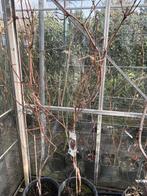 Druiven en aalbes struiken., Ophalen, Lente, Overige soorten, Volle zon