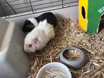 Twee cavia’s inclusief kooi, Dieren en Toebehoren, Minder dan 60 cm, Kooi, 110 cm of meer, Ophalen of Verzenden