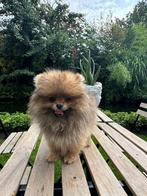 Prachtige rasechte  mini pomeriaan puppy’s ( bear face ), Dieren en Toebehoren, België, Particulier, 8 tot 15 weken, Meerdere