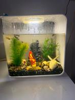 Aquarium, Dieren en Toebehoren, Vissen | Aquaria en Toebehoren, Ophalen of Verzenden, Zo goed als nieuw, Overige typen