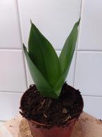 Sansevieria (Vrouwentong) - Makkelijke kamerplant!, Huis en Inrichting, Overige soorten, Ophalen of Verzenden, In pot, Minder dan 100 cm