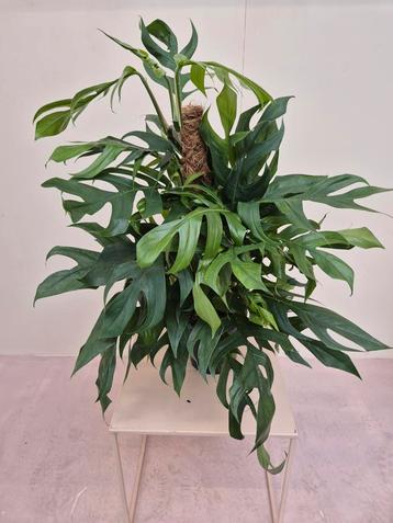 Epipremnum pinn. 'Baltic Blue' p17 beschikbaar voor biedingen