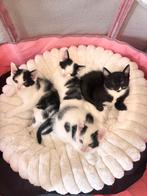 Kittens, Dieren en Toebehoren