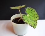 Begonia 'Lime Fever' stek, geworteld., Ophalen, Overige soorten, Halfschaduw, Minder dan 100 cm