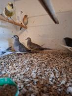 Koppel vrede's duifjes, Dieren en Toebehoren, Meerdere dieren