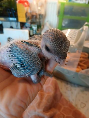 Baby caique's  beschikbaar voor biedingen