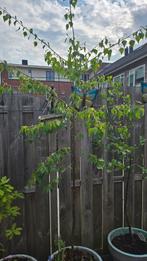 Hazelaar, Tuin en Terras, Ophalen, In pot, Overige soorten, 100 tot 250 cm