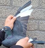 Postduif Kleinzoon "MAX"/"NEW KITTEL", Dieren en Toebehoren, Vogels | Duiven