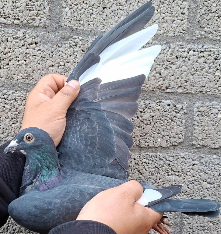 Postduif Kleinzoon "MAX"/"NEW KITTEL", Dieren en Toebehoren, Vogels | Duiven