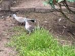 Australische kuifduif, Dieren en Toebehoren, Vogels | Duiven, Meerdere dieren, Overige soorten