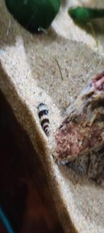 Anatome Helena slakken , 3 grote + 2 baby's, Dieren en Toebehoren, Slak of Weekdier