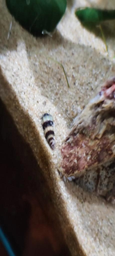 Anatome Helena slakken , 3 grote + 2 baby's, Dieren en Toebehoren, Vissen | Aquariumvissen, Slak of Weekdier