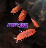 Yuukianura aphoruroides ( Oranje Springstaartjes ) x20, Dieren en Toebehoren, Insecten en Spinnen, Overige soorten