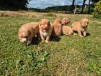 Sociale Nova Scotia Duck Tolling Retriever (Toller) pups, Rabiës (hondsdolheid), Overige rassen, 8 tot 15 weken, Meerdere