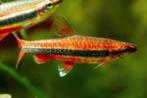 Nannostomus beckfordi red - Potloodvisje - Koidream Valburg