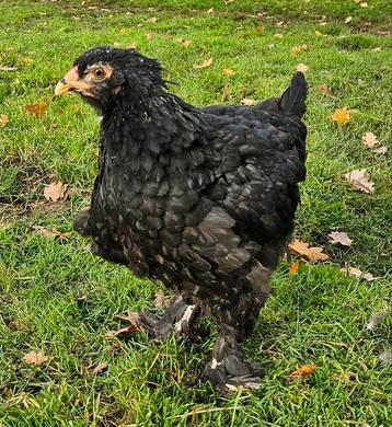 Zwarte Brahma kip grote soort  3 maanden uit België beschikbaar voor biedingen