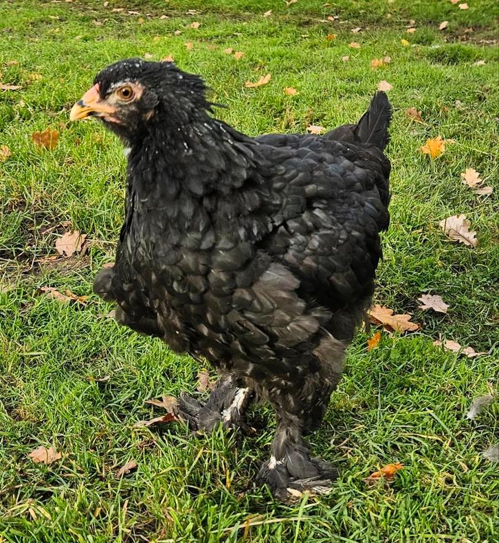 Zwarte Brahma kip grote soort  3 maanden uit België, Dieren en Toebehoren, Pluimvee, Kip, Vrouwelijk