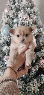 Schattige, mooie pomchi pups, Dieren en Toebehoren, Honden | Poolhonden, Keeshonden en Oertypen, CDV (hondenziekte), Overige rassen