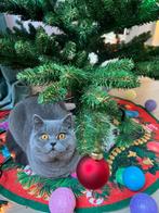 British Korthaar ( Rosie ), Poes, Ingeënt, 0 tot 2 jaar