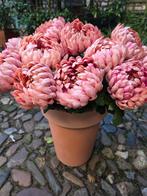 CHRYSANT - KUNST - OUDROZE TINTEN, Huis en Inrichting, Ophalen of Verzenden, Nieuw