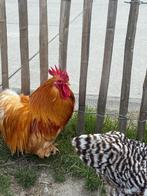Prachtige jonge haantjes, cochin, araucana, Dieren en Toebehoren, Pluimvee, Mannelijk, Kip