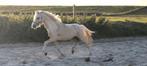 Welsh a pony's, 0 tot 2 jaar, A pony (tot 1.17m), Meerdere dieren, Recreatiepony