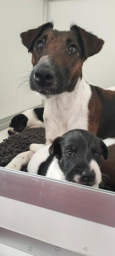 Gladharige Engelse foxterriërs pups puppy's puppies, Dieren en Toebehoren, Honden | Jack Russells en Terriërs, Meerdere dieren