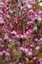 Prunus incisa paean Sierkers, Tuin en Terras, Ophalen, Overige soorten, Halfschaduw