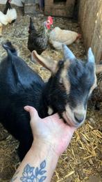 gratis ophalen dwerg geit bok van 7 maanden, Dieren en Toebehoren, Schapen, Geiten en Varkens, Mannelijk, Geit