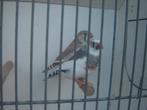 Zebravinken *, Dieren en Toebehoren, Vogels | Overige Vogels, Meerdere dieren, Tropenvogel