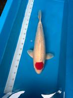 Tancho kohaku, Karper of Koi