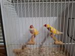 Gould amadines, Dieren en Toebehoren, Vogels | Overige Vogels, Meerdere dieren, Geringd