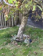 Mooie appelboom zelfbestuivend, Lente, Ophalen of Verzenden, Appelboom, Halfschaduw