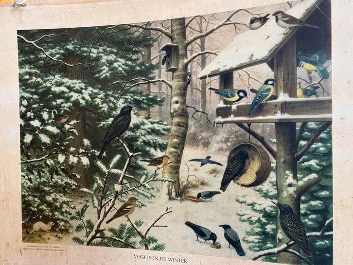 Vintage Schoolplaat Vogels in de Winter m.a. koekoek, Antiek en Kunst, Antiek | Schoolplaten, Natuur en Biologie, Ophalen of Verzenden