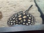Bigspot man potamotrygon pup, Dieren en Toebehoren, Vis