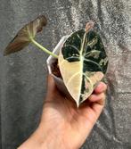 Alocasia Black Velvet Pink Variegated, Ophalen of Verzenden, Halfschaduw, Minder dan 100 cm