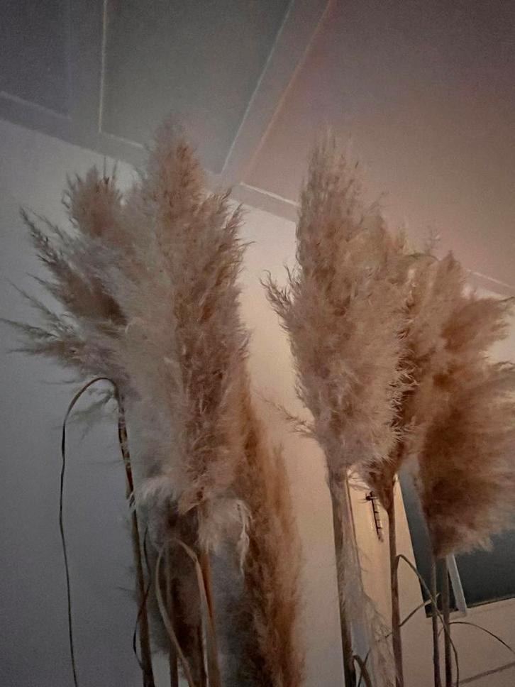Pampasgras pluimen - kort of lang, Huis en Inrichting, Woonaccessoires | Droogbloemen, Nieuw, Ophalen