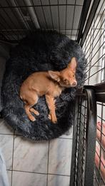Lieve gehoorzame pomchi wegens ziekte., Dieren en Toebehoren, Rabiës (hondsdolheid), 15 weken tot 1 jaar, Eén hond, Nederland