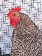 Kippenopvang zoekt goede plek voor deze forse, leuke haan!, Mannelijk, Kip