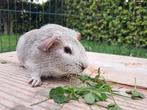 Leuk gladhaar Rexdragend beertje, Dieren en Toebehoren, Knaagdieren, Juli, Mannelijk, Cavia