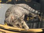 Kat, Dieren en Toebehoren, Katten en Kittens | Overige Katten, Kater