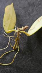 Hoya Thomsonii stek met wortels, Overige soorten, In pot, Minder dan 100 cm, Groene kamerplant