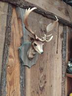 HERTENHOOFD MET GEWEI VINTAGE JAREN 60/70 KUNSTSTOF, Antiek en Kunst, Curiosa en Brocante, Ophalen