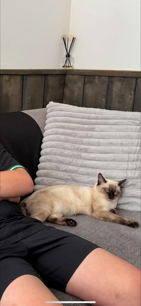 Ragdoll x Britse korthaar poesje, 7 maanden, Dieren en Toebehoren, Katten en Kittens | Overige Katten, Kater, 0 tot 2 jaar