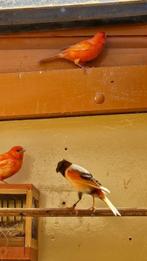 3 Bonte kanaries, Dieren en Toebehoren, Vogels | Kanaries, Meerdere dieren, Kleurkanarie