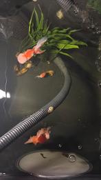 Oranda vissen, Dieren en Toebehoren, Vissen | Vijvervissen, Karper of Koi