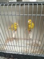 Koppel geelagaat kanaries, Meerdere dieren, Kleurkanarie