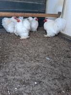 Cochin kriel kippen, Dieren en Toebehoren, Pluimvee, Meerdere dieren, Kip