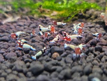 red spotted head pinto
 beschikbaar voor biedingen