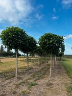 Bol catalpa (trompetboom), Volle zon, Minder dan 100 cm, Zomer, Overige soorten